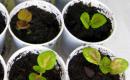 Выращивание колеуса в саду и домашних условиях как посадить семенами и черенками фото видов