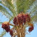 Комнатная финиковая пальма: посадка, уход и размножение
