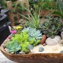 Флорариум своими руками: пошаговая инструкция по созданию мини-сада из суккулентов Мини сад из суккулентов